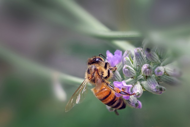 Free download bee insects animal macro nectar free picture to be edited with GIMP free online image editor