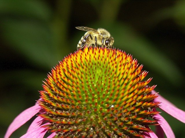 Free download Bee Nature Coneflower Honey -  free photo or picture to be edited with GIMP online image editor