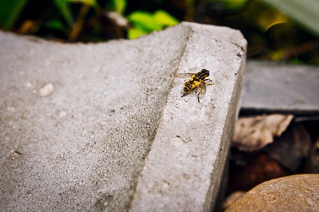 Free download Bee Nature Fly -  free photo or picture to be edited with GIMP online image editor