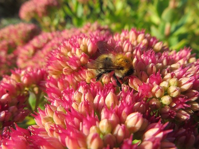 ດາວ​ໂຫຼດ​ຟຣີ Bee Nectar Pollination - ຮູບ​ພາບ​ຟຣີ​ຫຼື​ຮູບ​ພາບ​ທີ່​ຈະ​ໄດ້​ຮັບ​ການ​ແກ້​ໄຂ​ກັບ GIMP ອອນ​ໄລ​ນ​໌​ບັນ​ນາ​ທິ​ການ​ຮູບ​ພາບ​