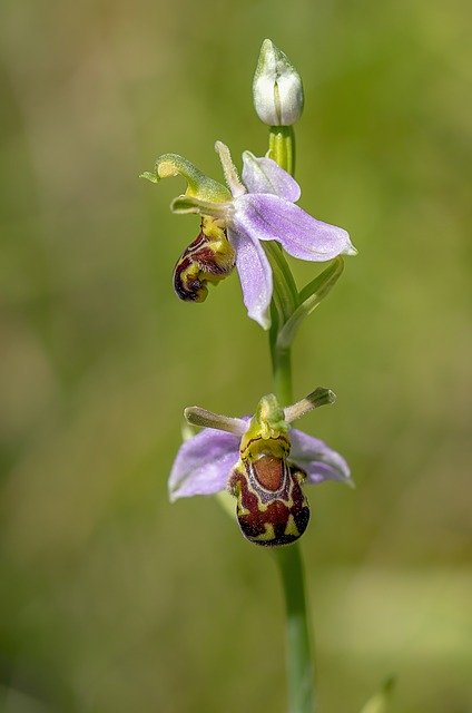 Free download Bee Orchid Wildflower Flora -  free photo or picture to be edited with GIMP online image editor