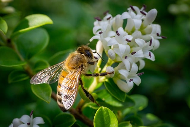 Free download bee petals insect honey collect free picture to be edited with GIMP free online image editor