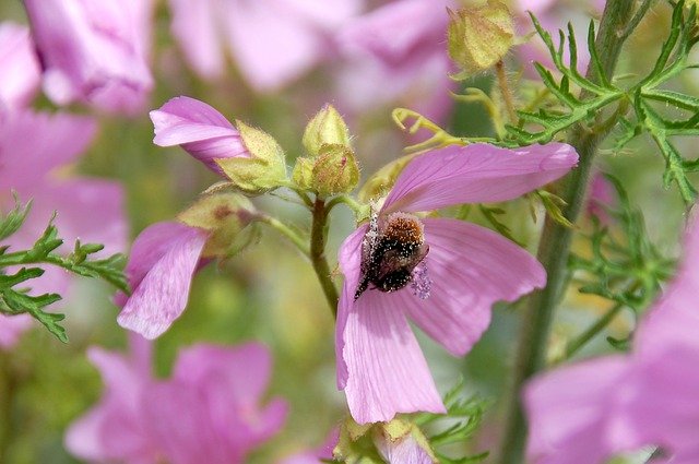 Free download Bee Pollen Flower -  free photo or picture to be edited with GIMP online image editor