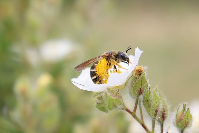 Free download bee pollen insect flower foraging free picture to be edited with GIMP free online image editor