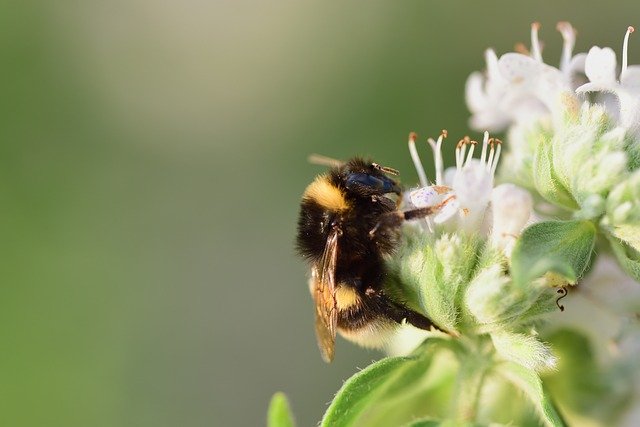 Free download bee pollination bumblebee free picture to be edited with GIMP free online image editor