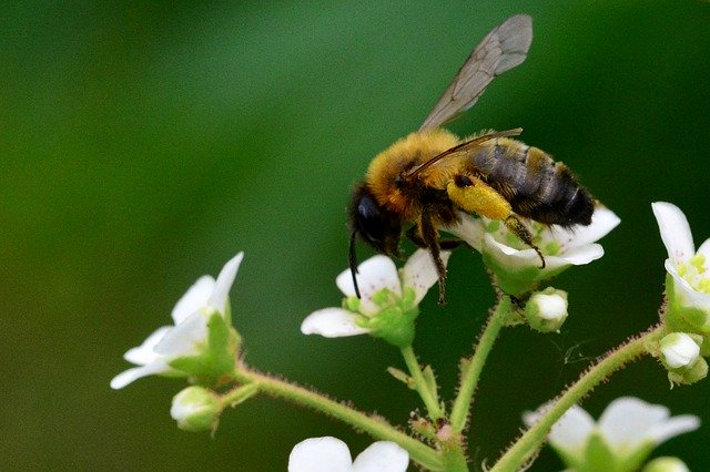 Free download Bee Pollination Garden -  free photo or picture to be edited with GIMP online image editor