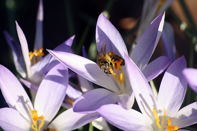 Free download bee pollination spring blossoms free picture to be edited with GIMP free online image editor