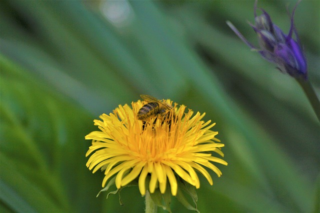 Free download bee pollination walk in the park hh free picture to be edited with GIMP free online image editor