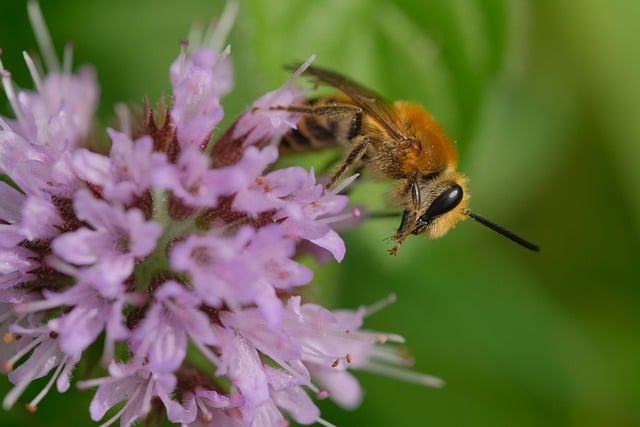 Free download bee purple flowers pollination free picture to be edited with GIMP free online image editor