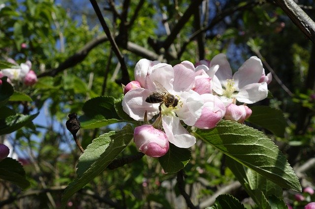 Free download Bees Apple Nectar -  free photo or picture to be edited with GIMP online image editor