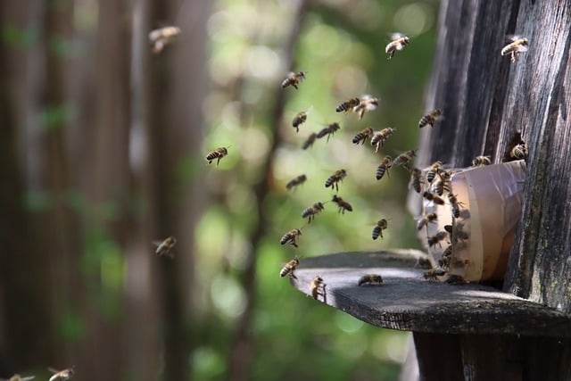 Free download bees beehive flight insects free picture to be edited with GIMP free online image editor