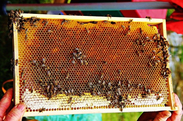 Free download Bees Bee Honey -  free photo or picture to be edited with GIMP online image editor