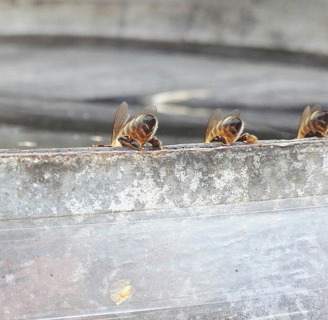 Free download Bees Drink Insects Honey -  free photo or picture to be edited with GIMP online image editor