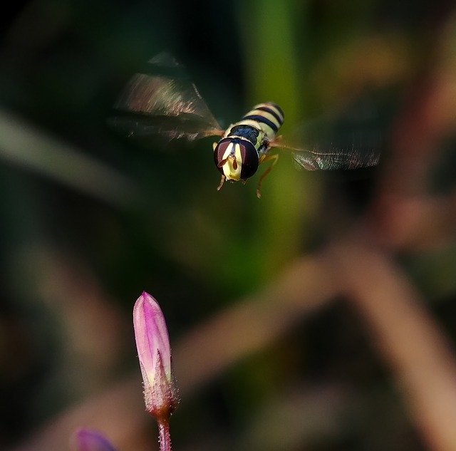 Téléchargement gratuit Abeilles Fleur Insectes - photo ou image gratuite à modifier avec l'éditeur d'images en ligne GIMP