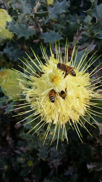 Free download Bees Flower Yellow -  free photo or picture to be edited with GIMP online image editor