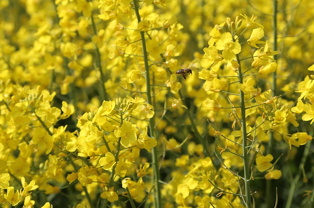 Free download bees flying oilseed rape field free picture to be edited with GIMP free online image editor