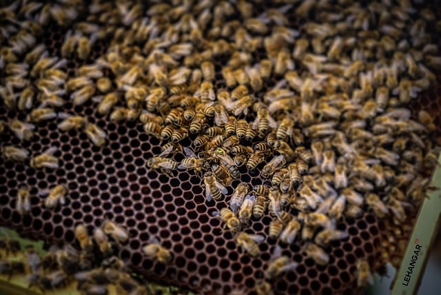 Free download bees hive beekeeping colony swarm free picture to be edited with GIMP free online image editor