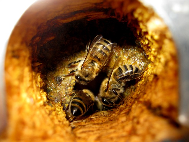 Free download bees hollow insects propolis free picture to be edited with GIMP free online image editor