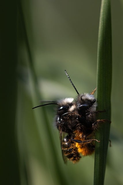 Free download bees insects coupling mating free picture to be edited with GIMP free online image editor