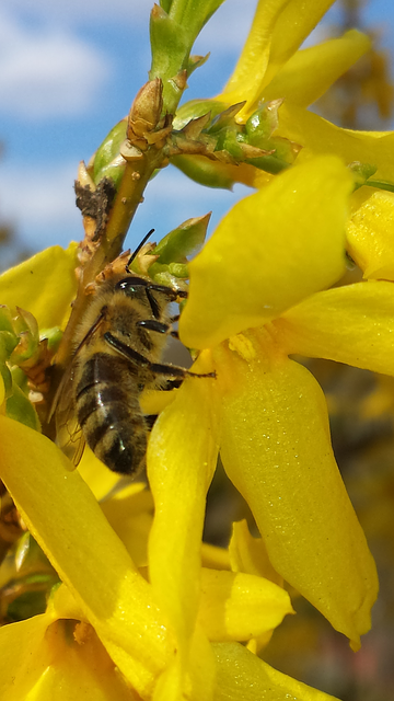 Free download Bee Spring Forsythia -  free illustration to be edited with GIMP free online image editor