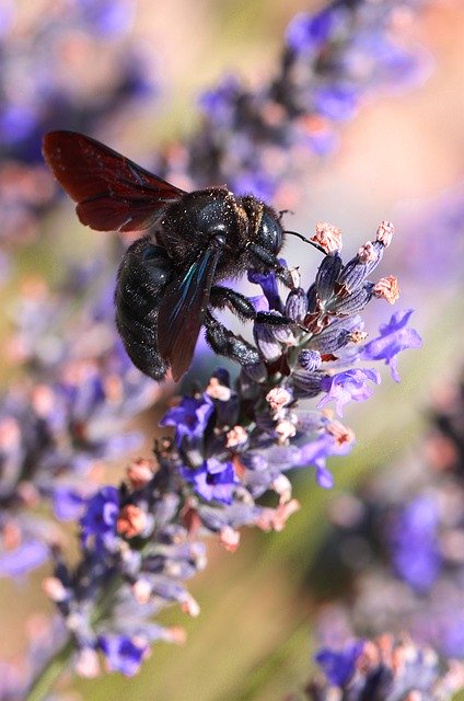 Free download Bee Spring Insect -  free photo or picture to be edited with GIMP online image editor