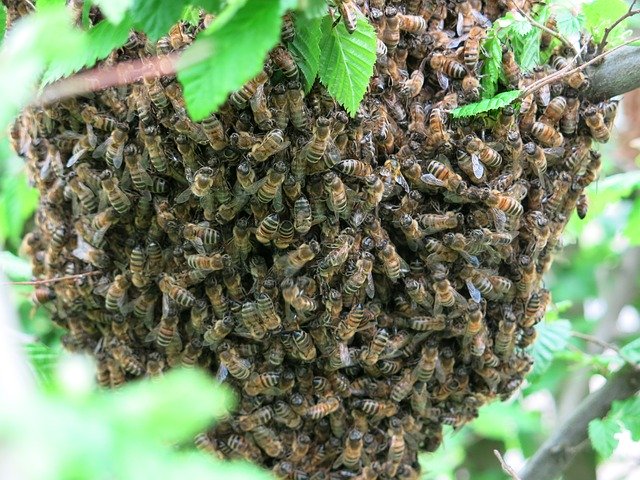 Free download Bees Swarm Summer -  free photo or picture to be edited with GIMP online image editor