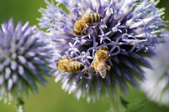 Free download Bees Thistle Nature -  free photo or picture to be edited with GIMP online image editor