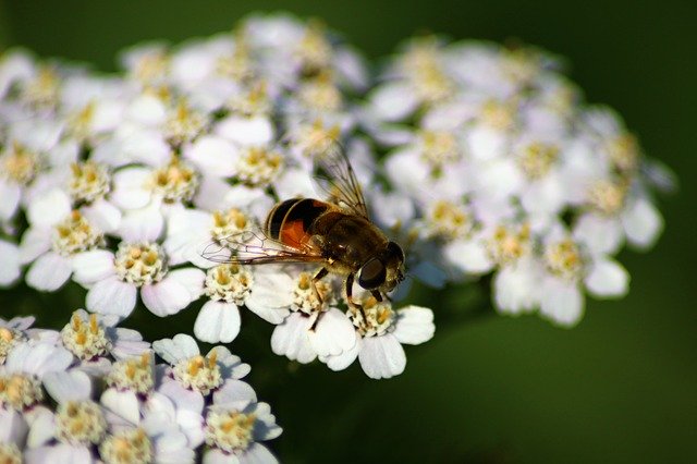 Free download Bee Summer Flower -  free photo or picture to be edited with GIMP online image editor