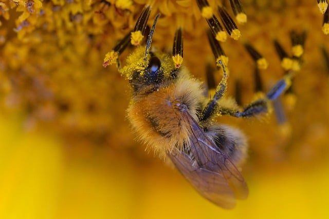 Free download bee sunflower stamens pollen free picture to be edited with GIMP free online image editor