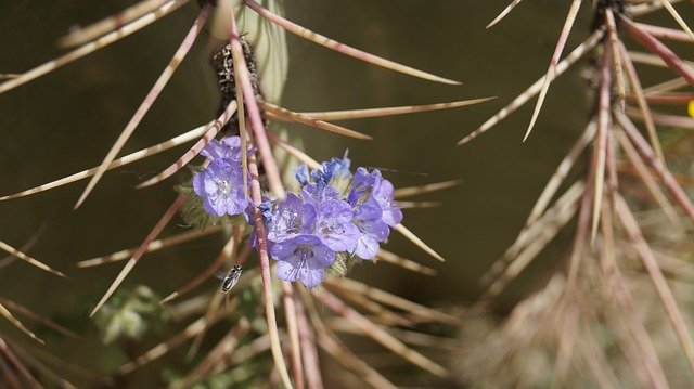 ດາວ​ໂຫຼດ​ຟຣີ Bee Texture Purple - ຮູບ​ພາບ​ຟຣີ​ຫຼື​ຮູບ​ພາບ​ທີ່​ຈະ​ໄດ້​ຮັບ​ການ​ແກ້​ໄຂ​ກັບ GIMP ອອນ​ໄລ​ນ​໌​ບັນ​ນາ​ທິ​ການ​ຮູບ​ພາບ​