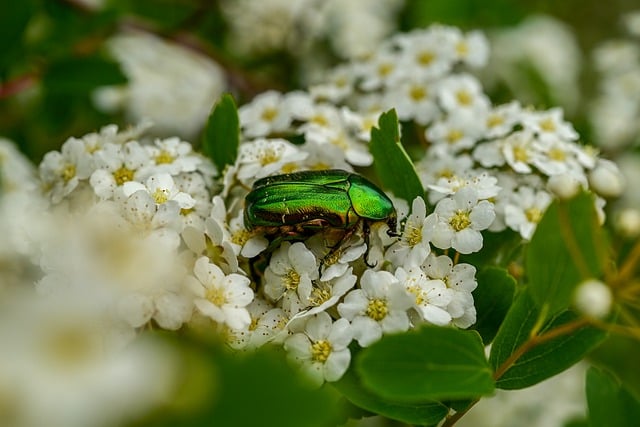 Free download beetle flowers petals chitin free picture to be edited with GIMP free online image editor