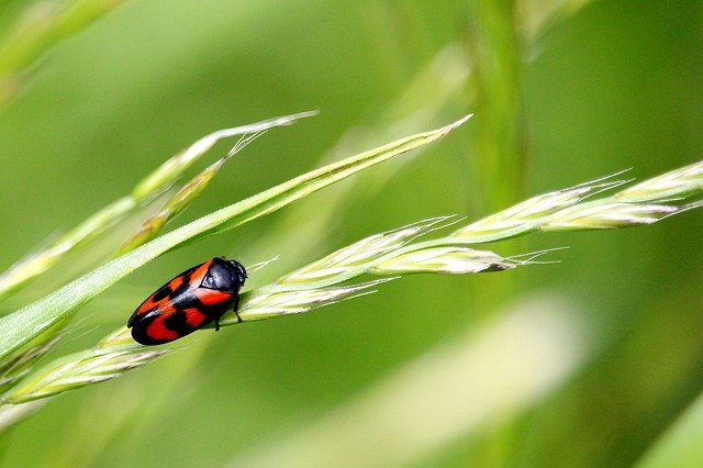 Free download Beetle Grass Black Red -  free photo or picture to be edited with GIMP online image editor