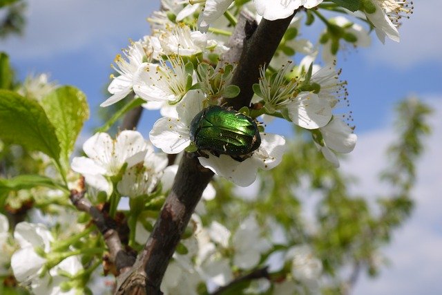 Free download Beetle Green Flowers The -  free photo or picture to be edited with GIMP online image editor