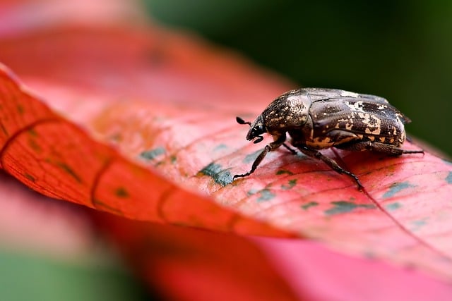 Free download beetle insect acalypha leaf nature free picture to be edited with GIMP free online image editor