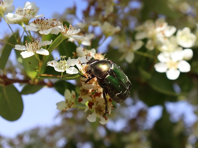 Free download beetle insect beetles cetonia free picture to be edited with GIMP free online image editor