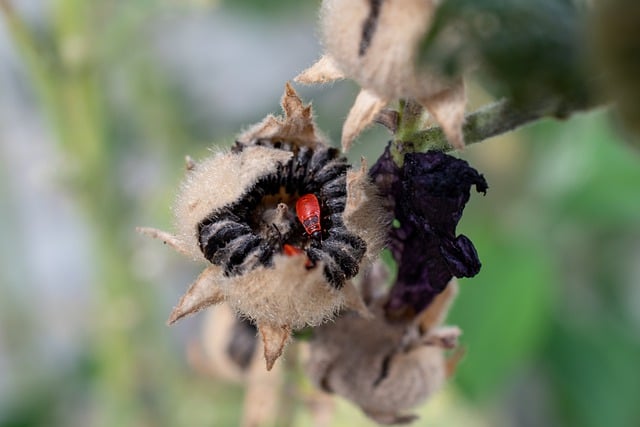 Free download beetle insect entomology macro bud free picture to be edited with GIMP free online image editor