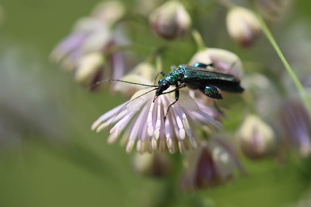 Free download beetle insect green flora fauna free picture to be edited with GIMP free online image editor