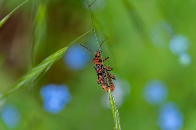 Free download beetle insect meadow nature free picture to be edited with GIMP free online image editor