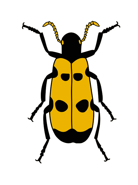 Free download Beetle Insect Nature - Free vector graphic on Pixabay free illustration to be edited with GIMP free online image editor