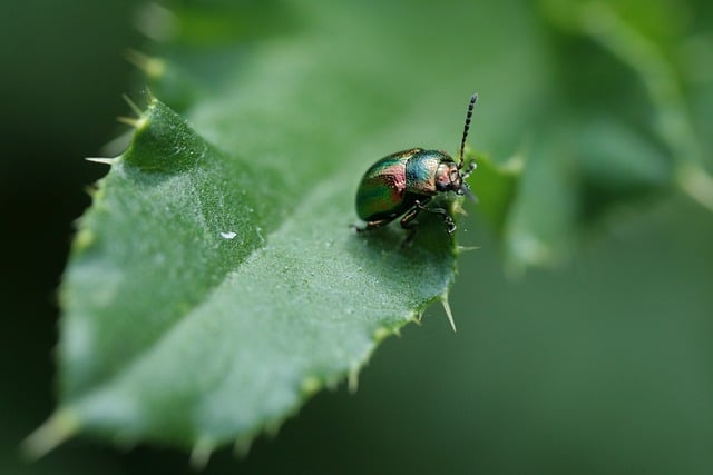 Free download beetle insect plant leaf free picture to be edited with GIMP free online image editor