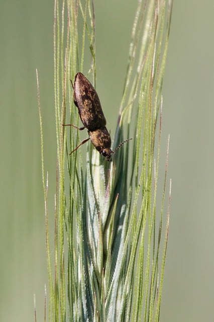 Free download beetle insect wheat grain nature free picture to be edited with GIMP free online image editor