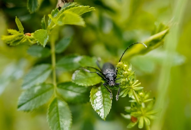 Free download beetle large oak beetle free picture to be edited with GIMP free online image editor