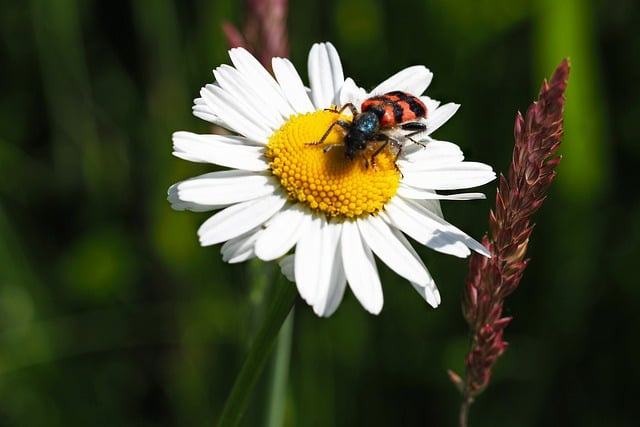 Free download beetle marguerite daisy white flower free picture to be edited with GIMP free online image editor