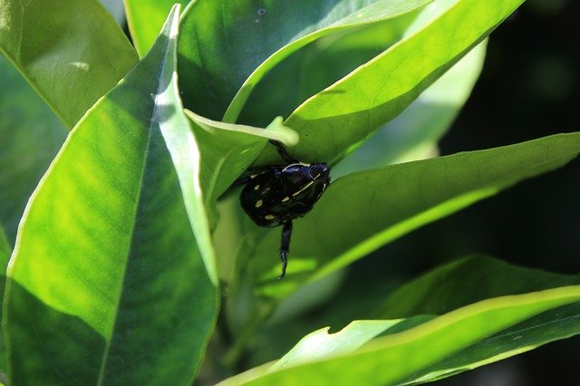 Free download Beetle Nature -  free photo or picture to be edited with GIMP online image editor