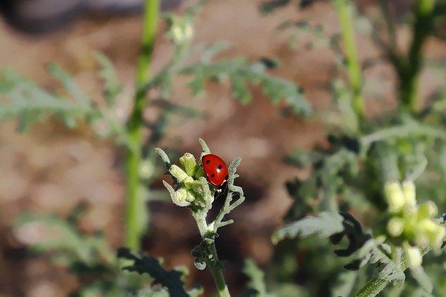 Free download Beetle Nature Insect -  free photo or picture to be edited with GIMP online image editor