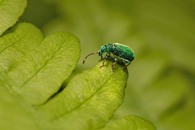 Free download beetle nettle weevil plant pest free picture to be edited with GIMP free online image editor