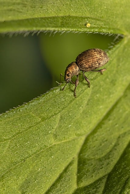 Free download beetle plant pest leaf insect free picture to be edited with GIMP free online image editor