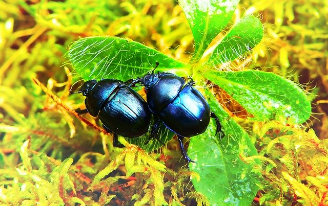 Free download Beetles Forest Insects Plant -  free photo or picture to be edited with GIMP online image editor