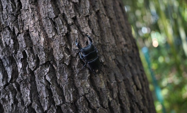 Free download beetle spade beetle chinese beetle free picture to be edited with GIMP free online image editor