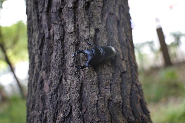 Free download beetle spade beetle insect free picture to be edited with GIMP free online image editor